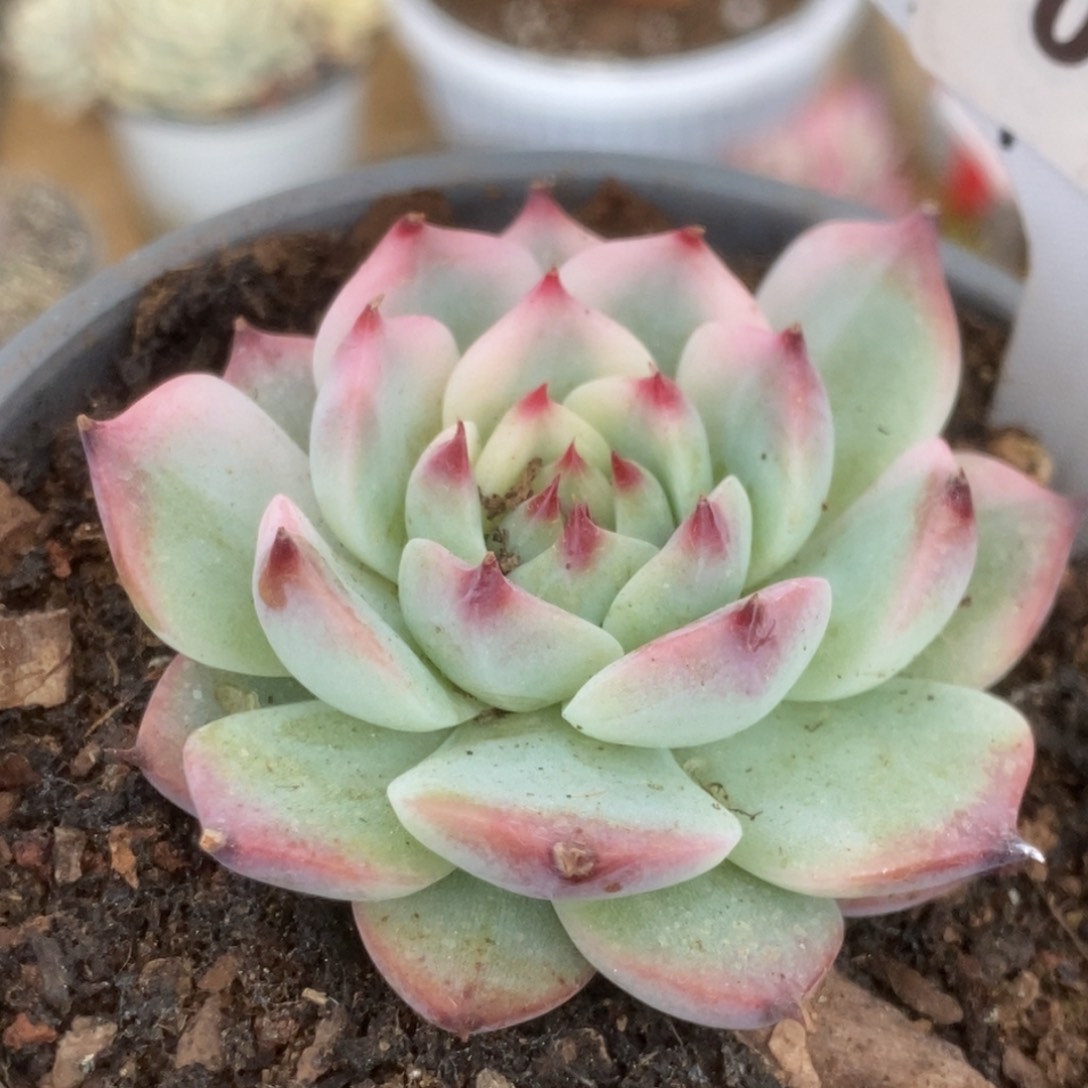 376吉娃娃锦锦锦锦锦锦
