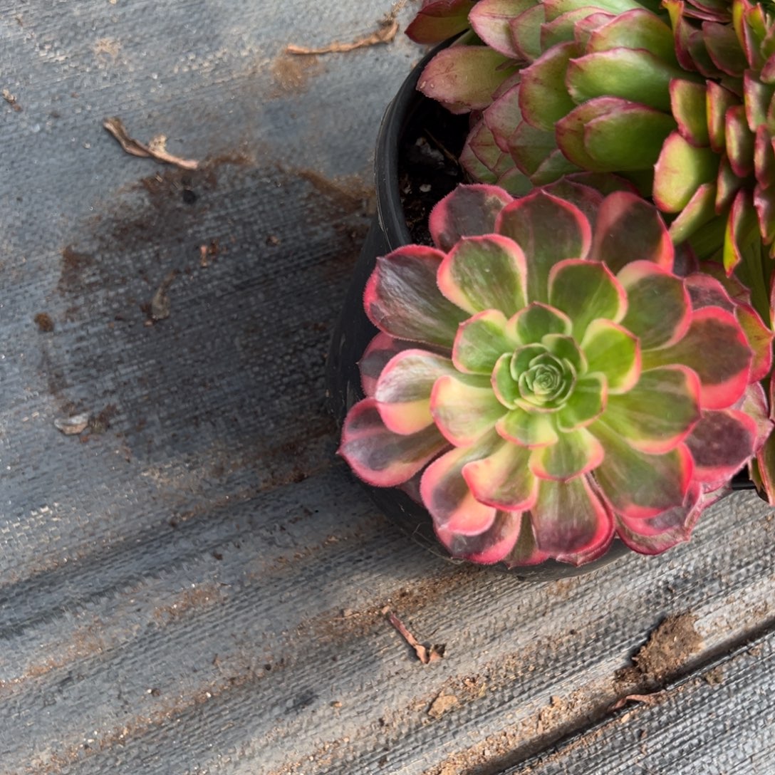 兰***42黑魔锦缀多肉椅子