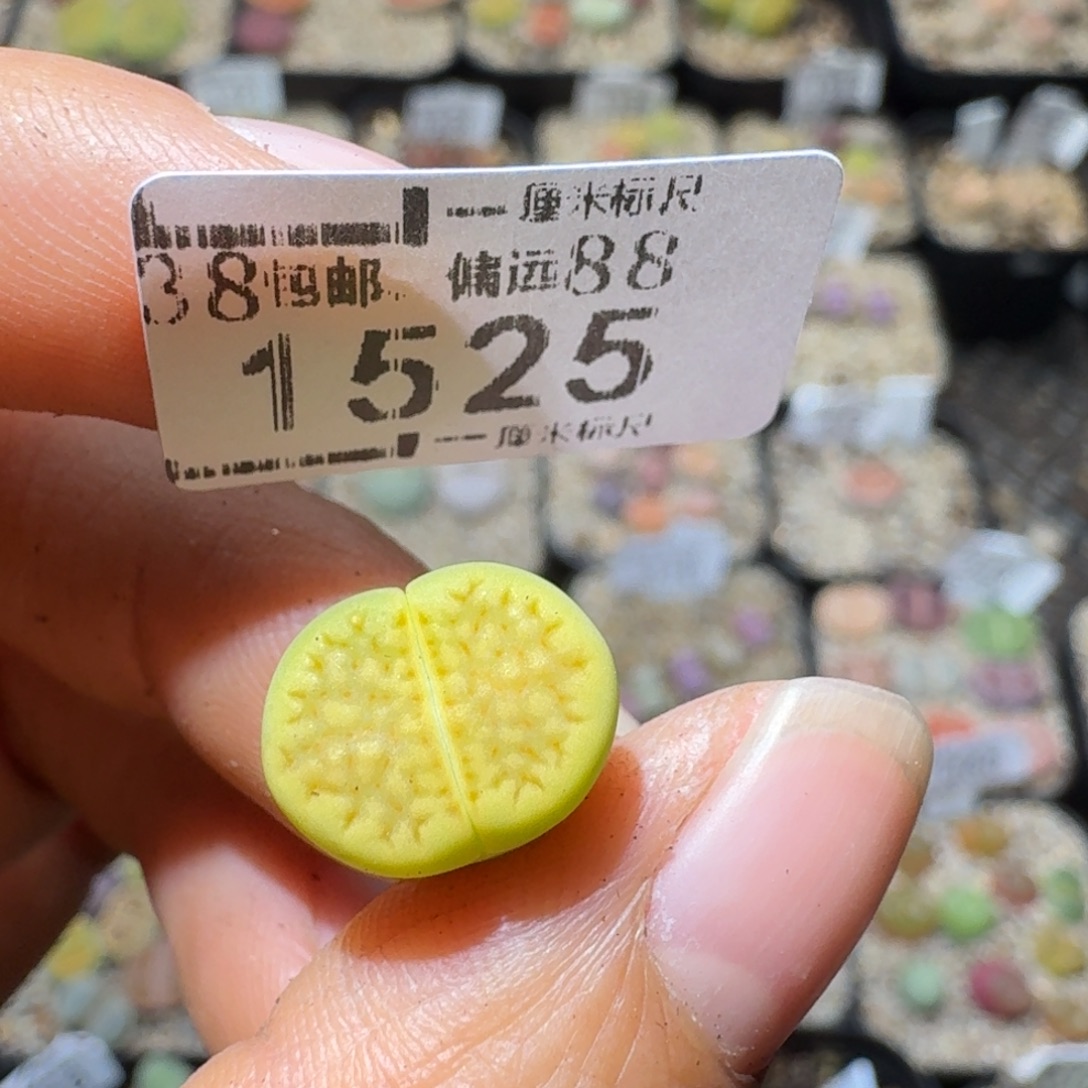 关***4Sss清仓便宜出1525