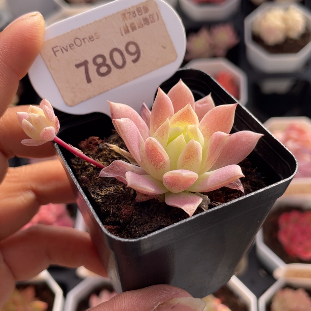 粉蔓莲7809-4.0厘米