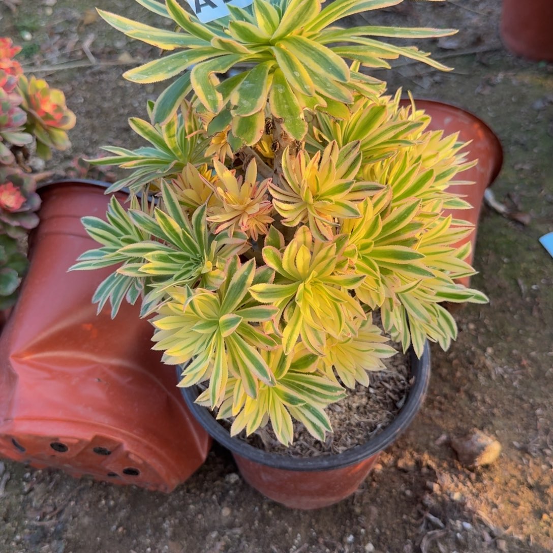 577夕颜。多肉植物