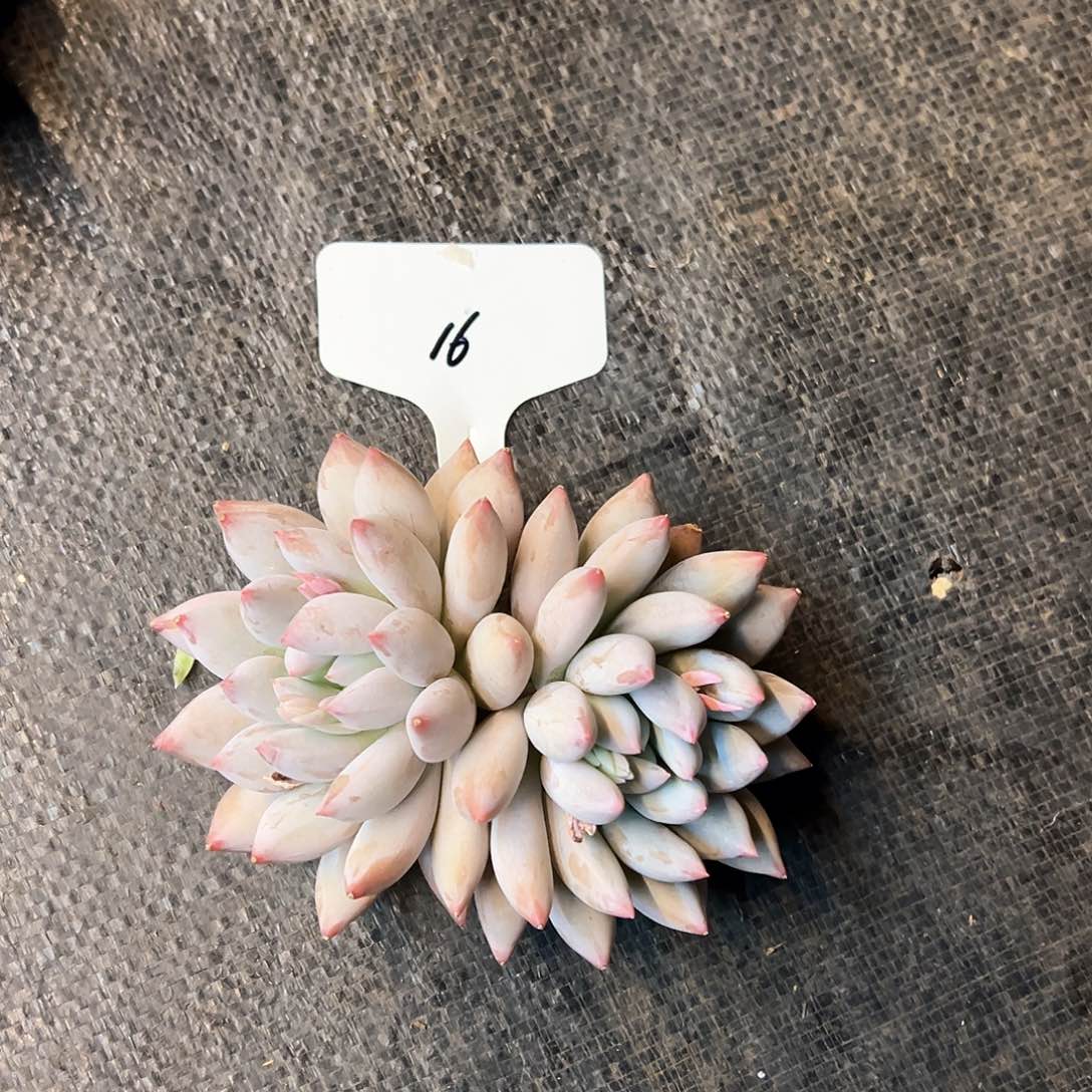 @***衿16）f ch h vv b b b