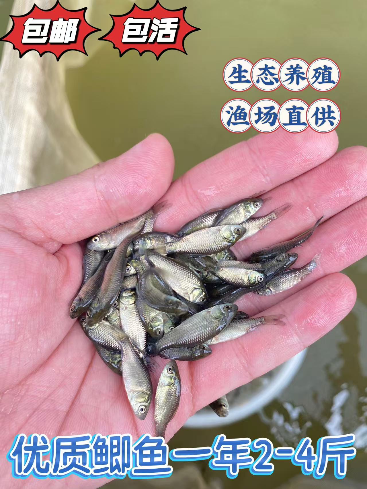 中科5号鲫鱼  大板鲫  活体饲养观赏水族淡水包邮