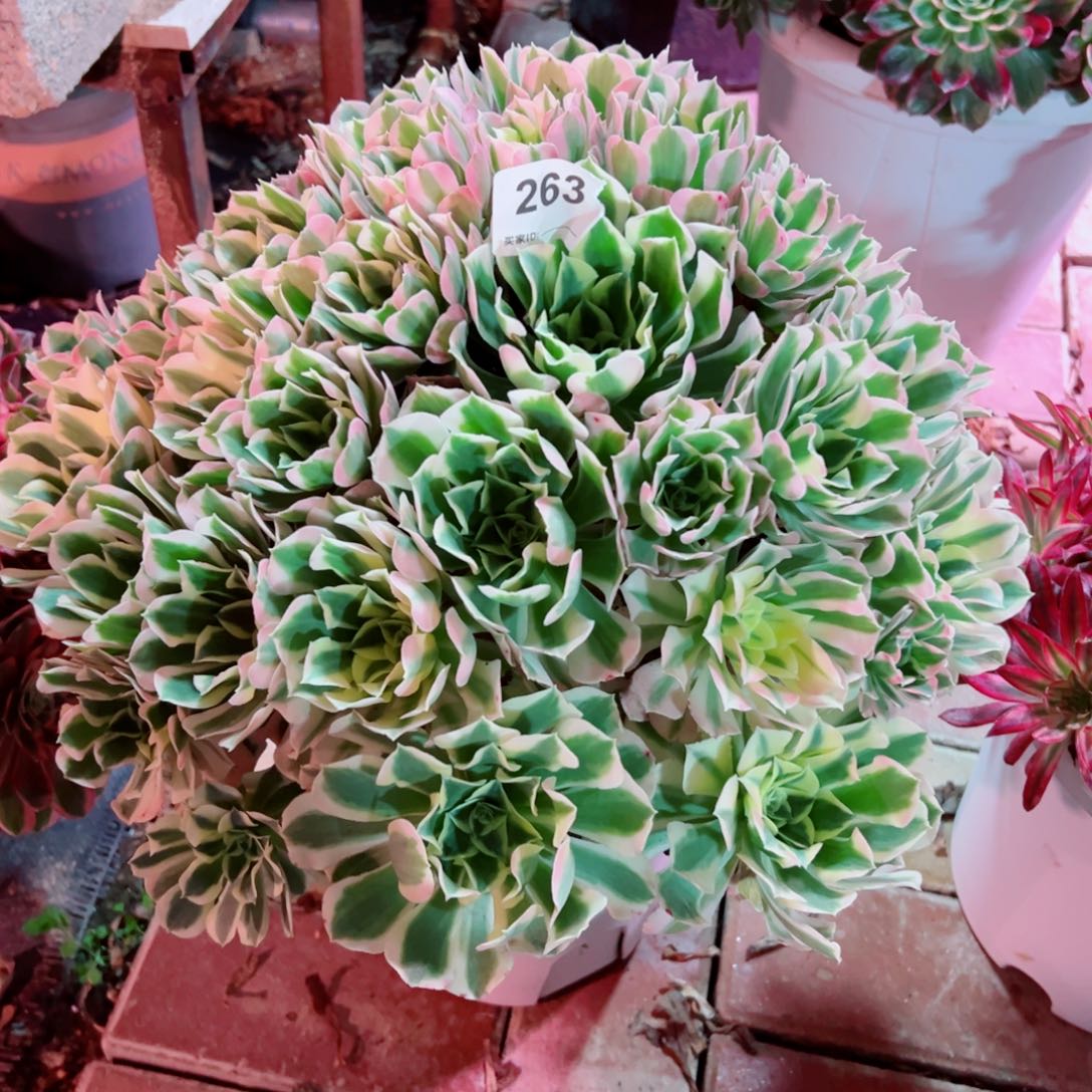 263白凤法师多肉植物