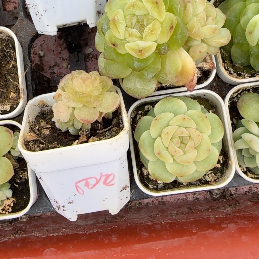 四头白冰一个满25包邮