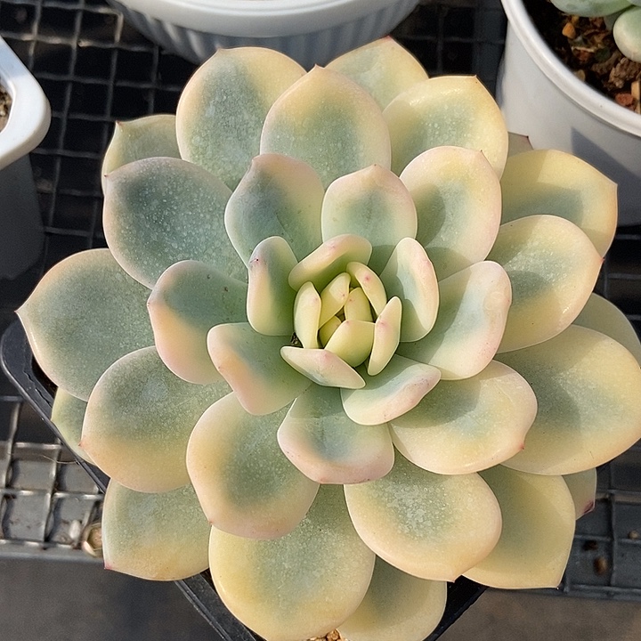 橙梦露宽锦大单头