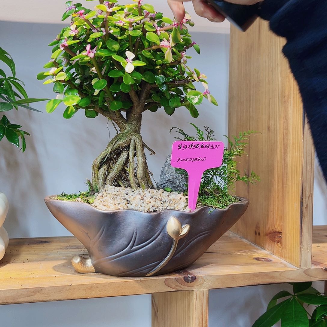 高端绿植一物一拍