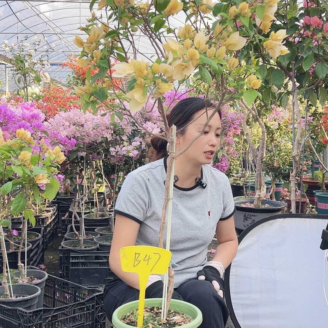 我***啦大部分花苞少量开放B47苏瓦娜