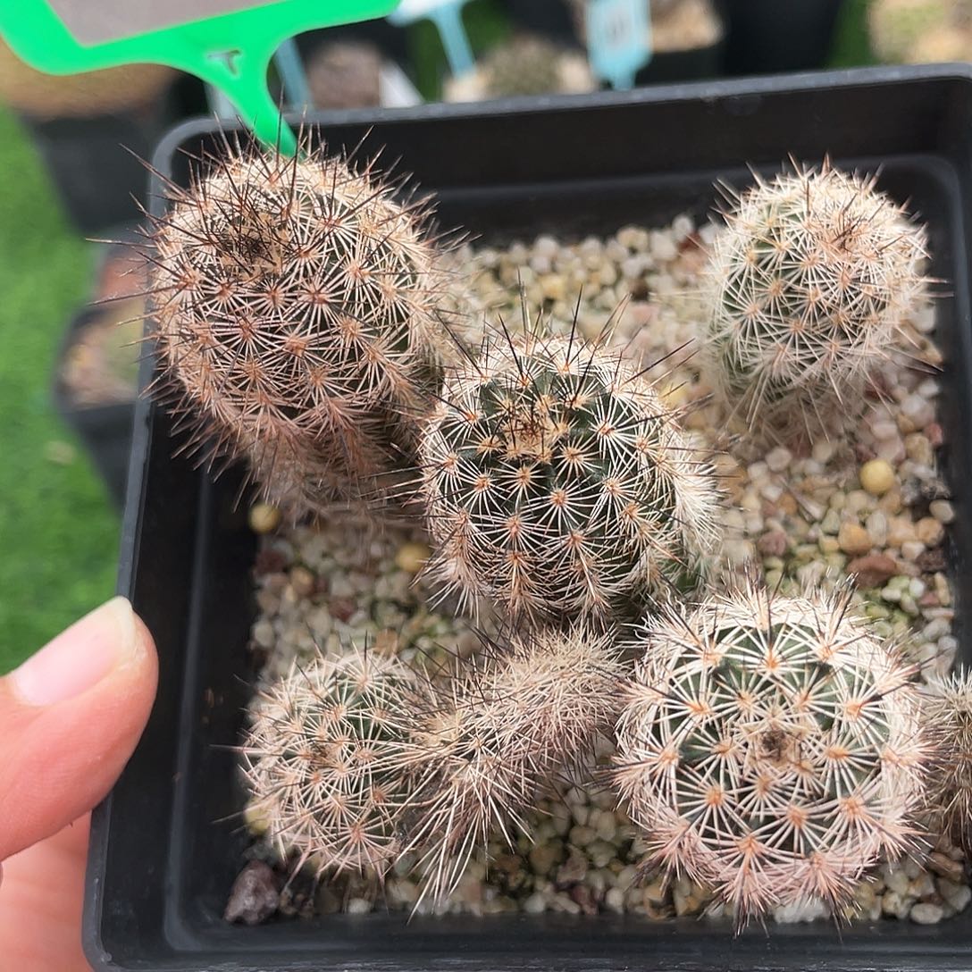 7330 虾 5 棵实生裸根发货清货满 39 包邮，非偏远地区