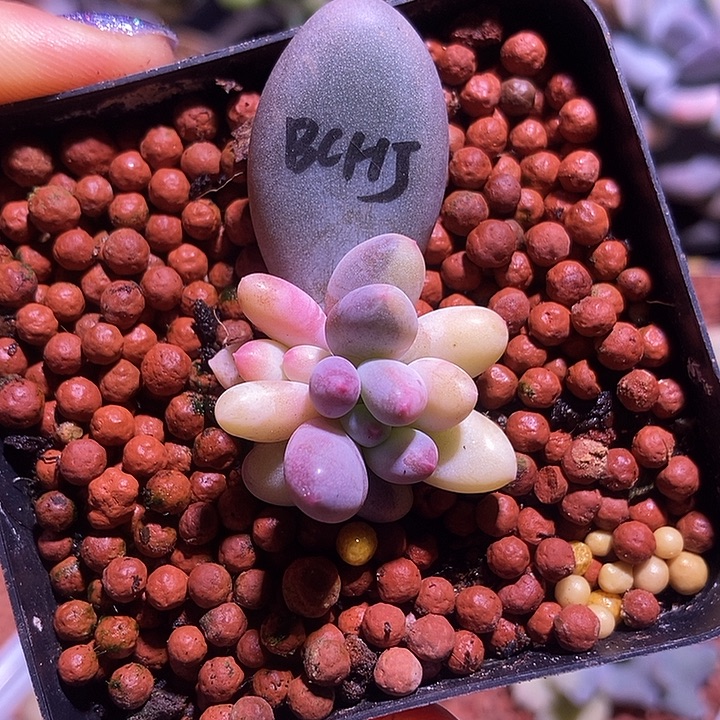 白彩虹奶酪锦朵朵缀多肉