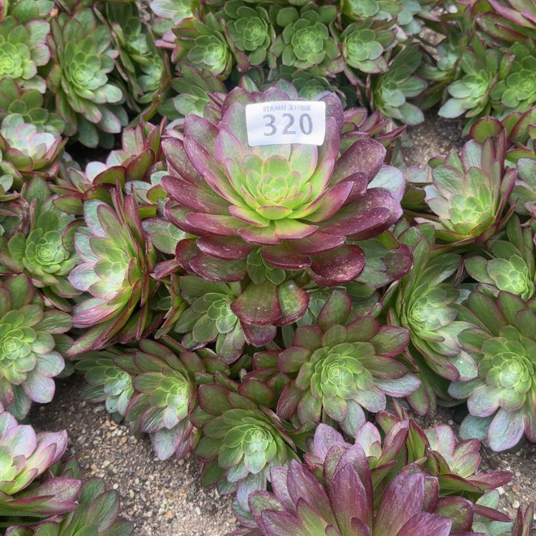 320星河多肉植物