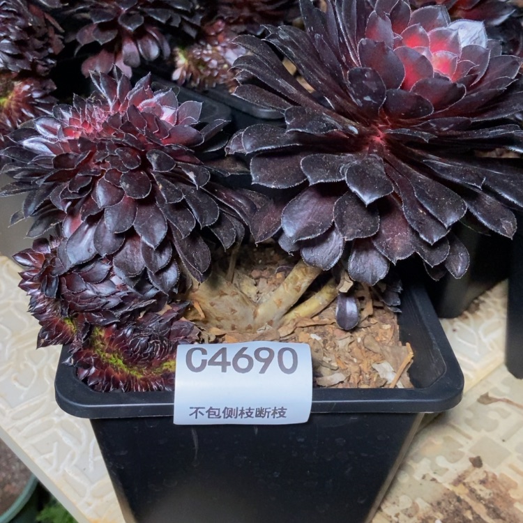 【闪购商品】4690多肉
