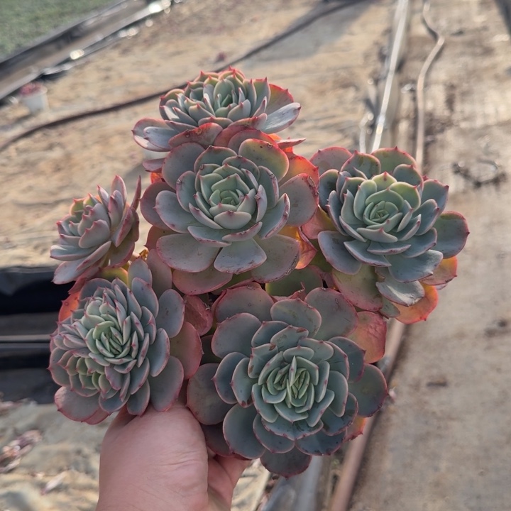 原始白雪公主五头起