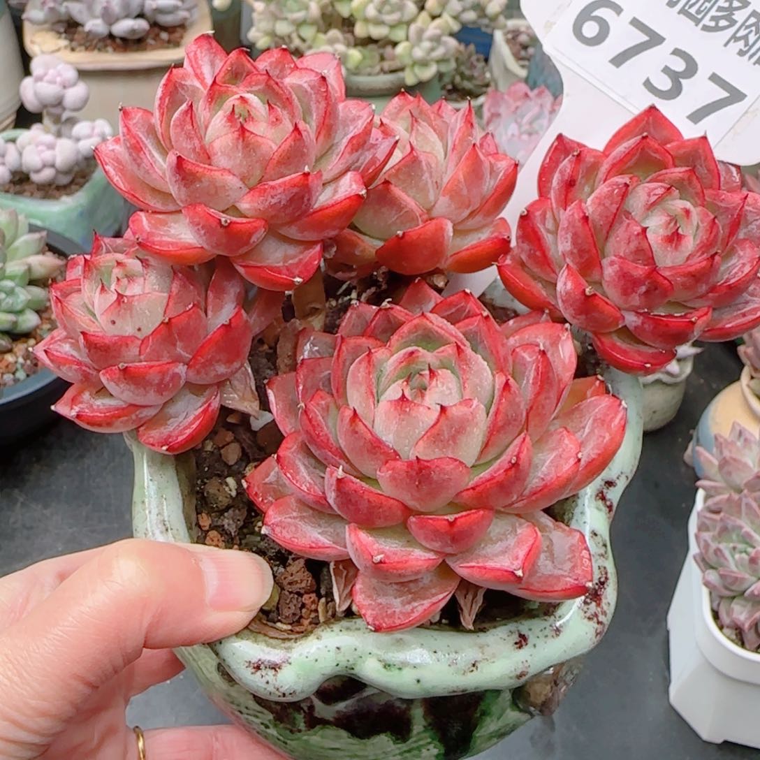 婷*多肉植物6737带盆