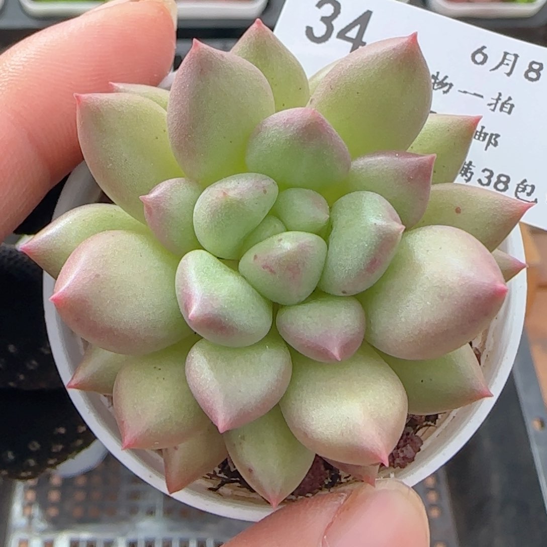 0608-34所罗门所罗门