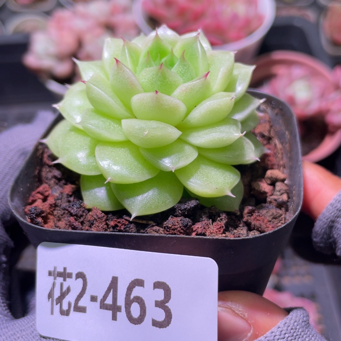 花利美2-463麦秆  