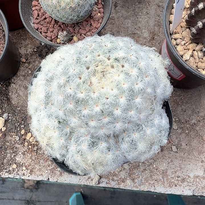 大***～大壮一物一拍白星