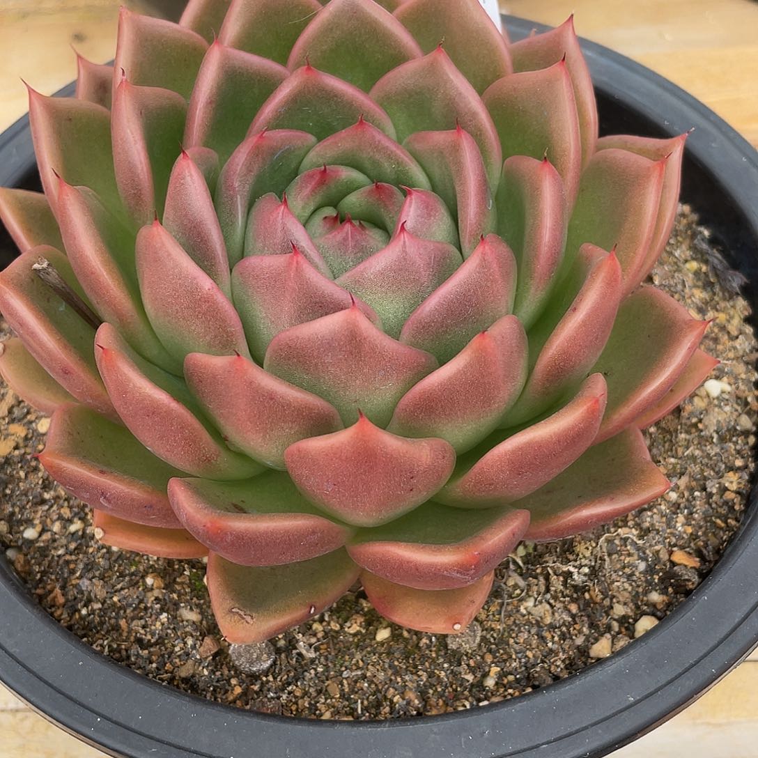 若如东云单拍B332