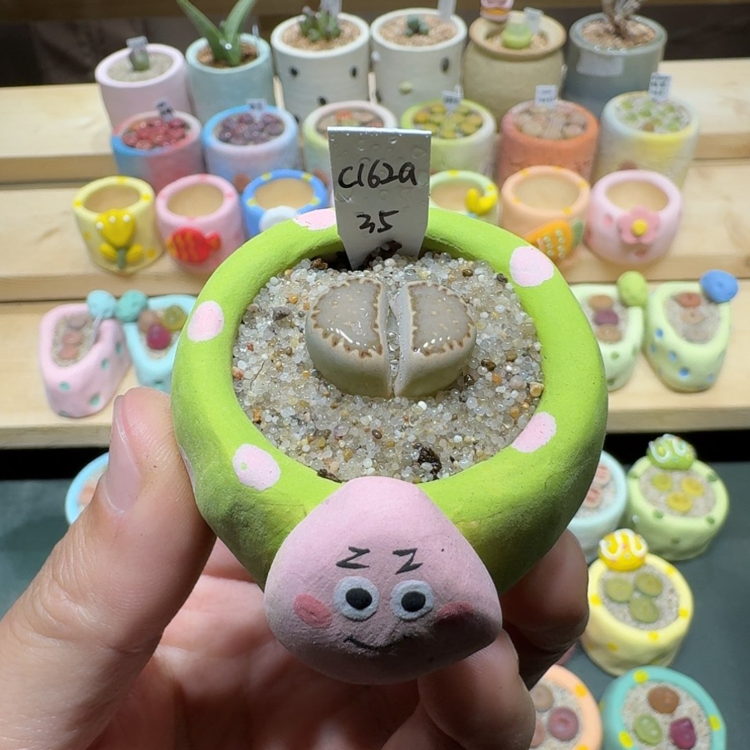 红陶蘑菇248c162a饼干