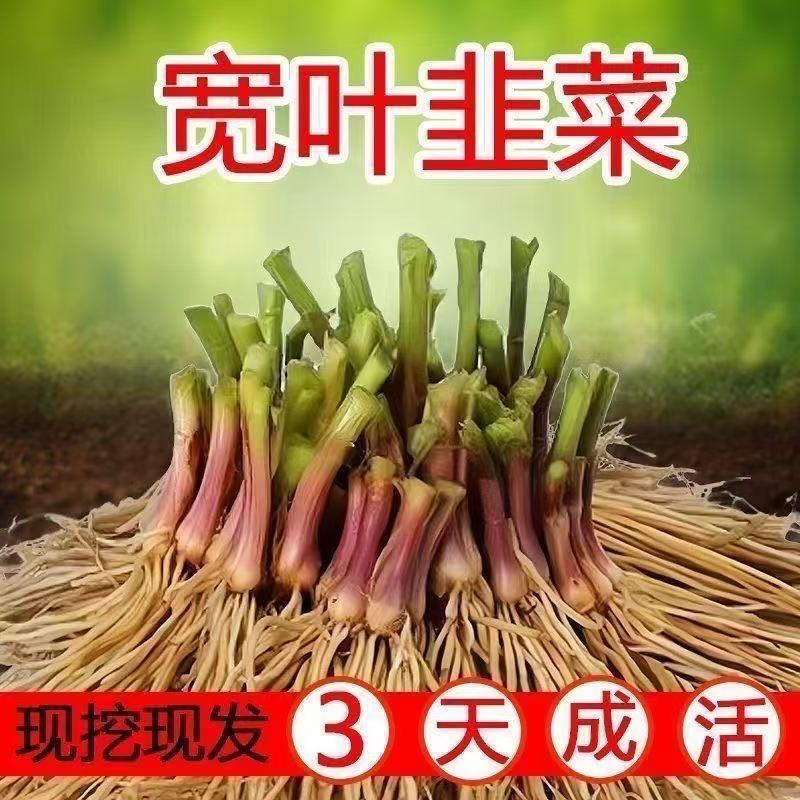 【免费试种】新韭菜根现挖紫根宽叶韭菜根适合室内阳台盆栽四季种植