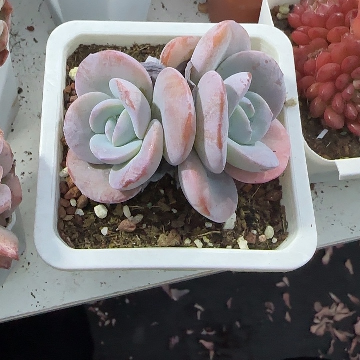 青蛙王子儿童牙膏11