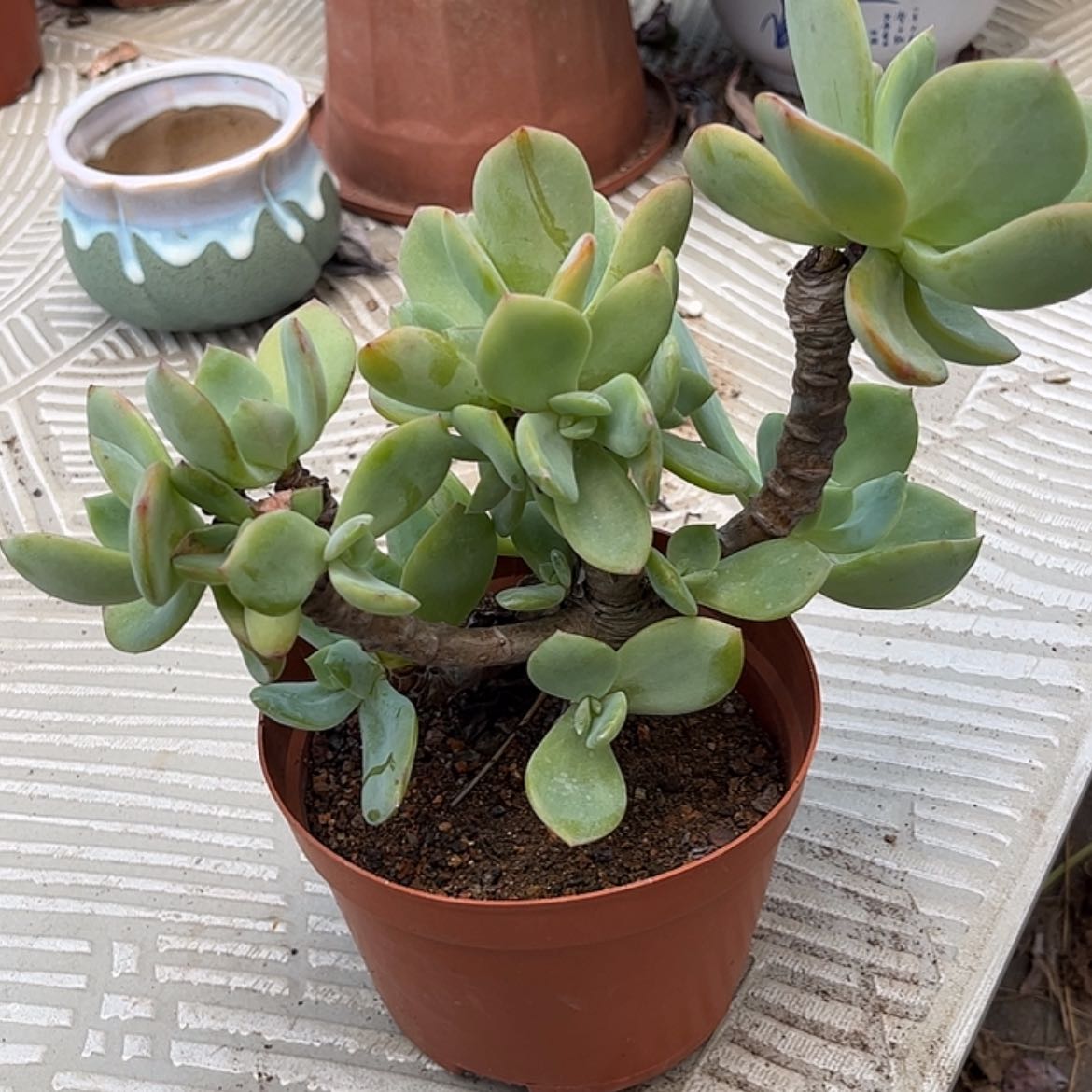 【闪购商品】无花朵飞*?