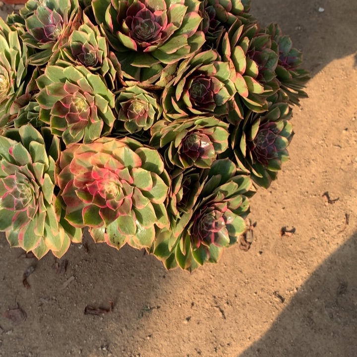 150粉花妖多肉植物