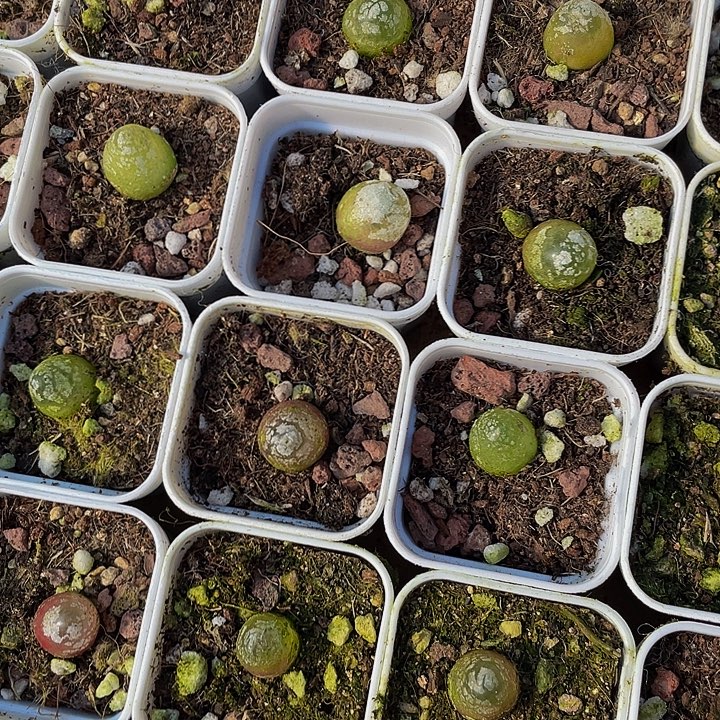 小灯泡2.8带盆土发货