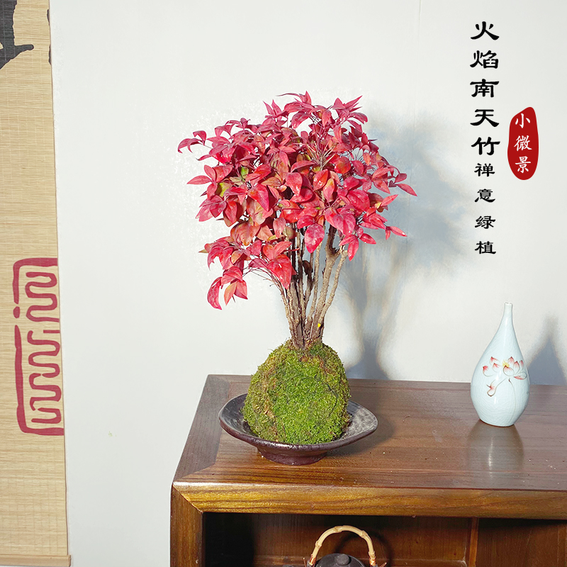 【宏展】小森林南天竹苔藓球耐寒火焰南天竹红红火火越冷越红