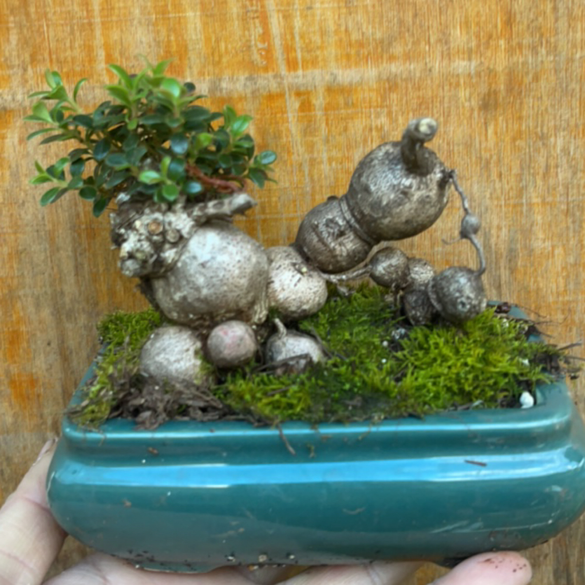 越橘盆景树桩绿植室内室外易养花卉盆栽小品