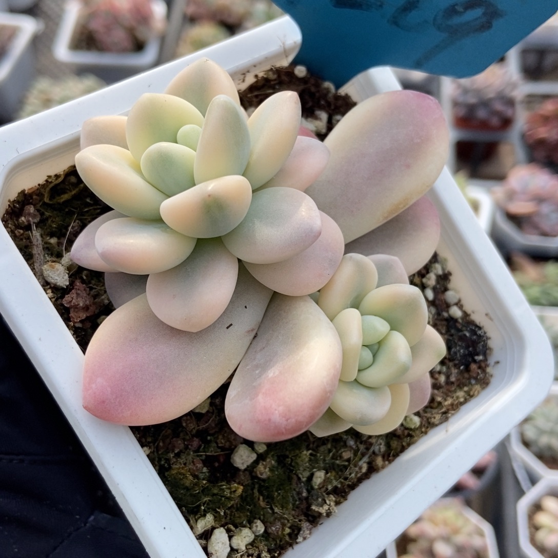 7269洛神锦多肉植物