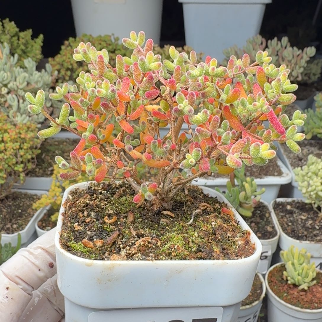 椰***饮A487冰糖枝干一物一拍