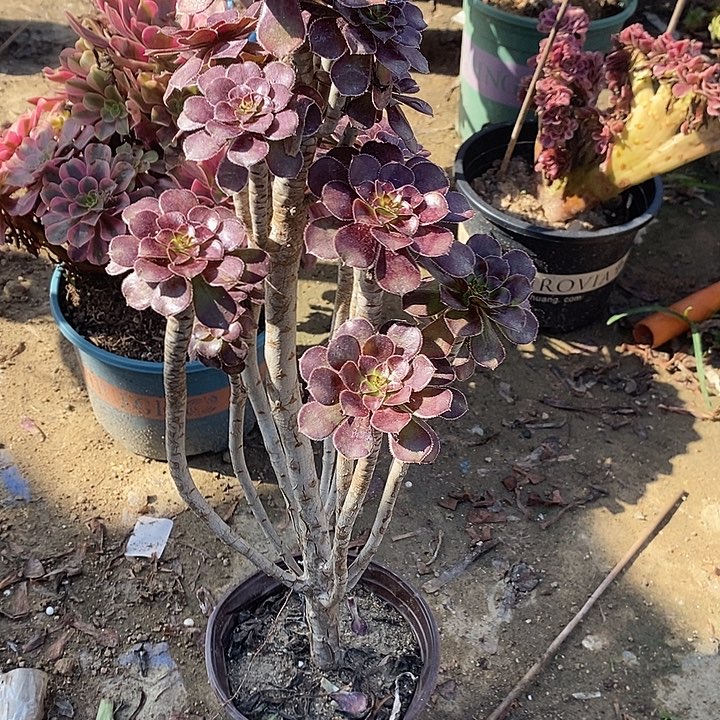 黑法63多肉植物法师法师法师