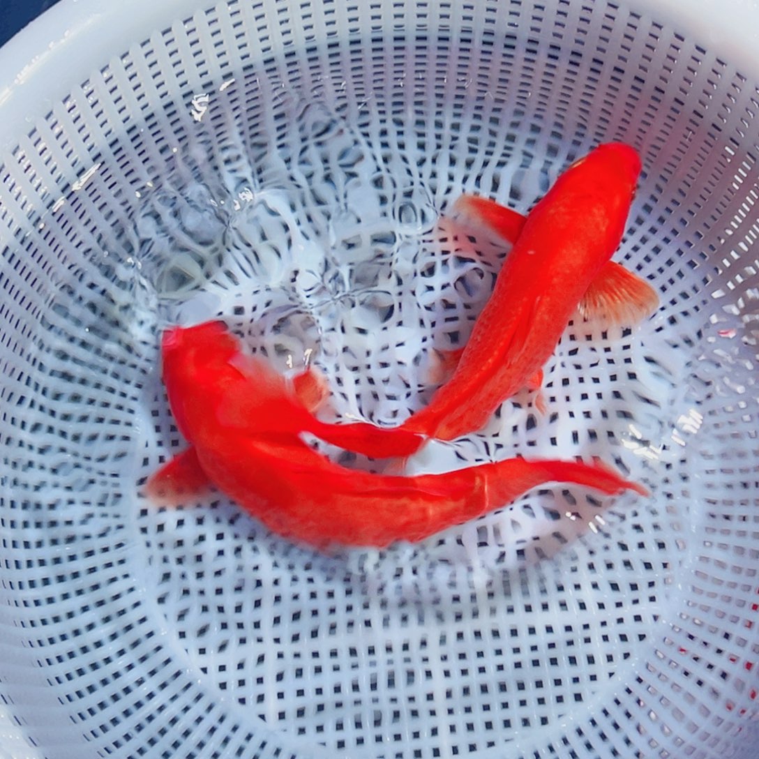 锦鲤锦鲤观赏鱼1111