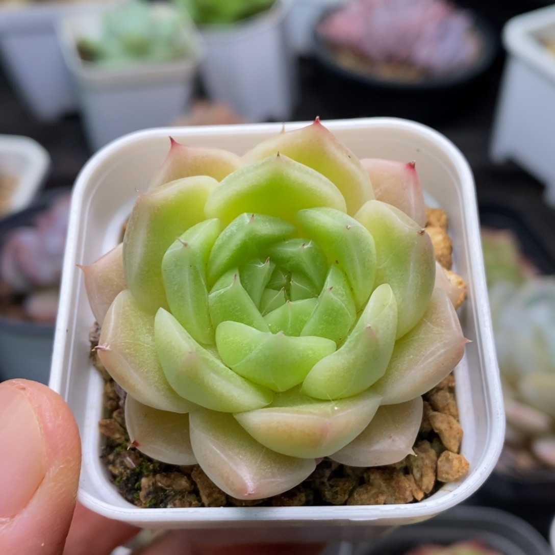 精品多肉一物一拍不包整54