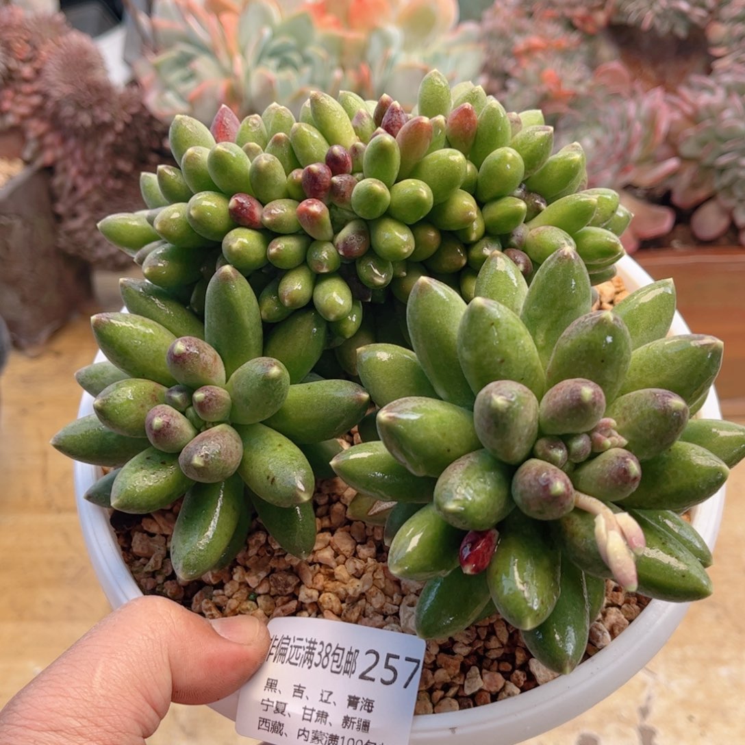 257千代田缀德华多肉