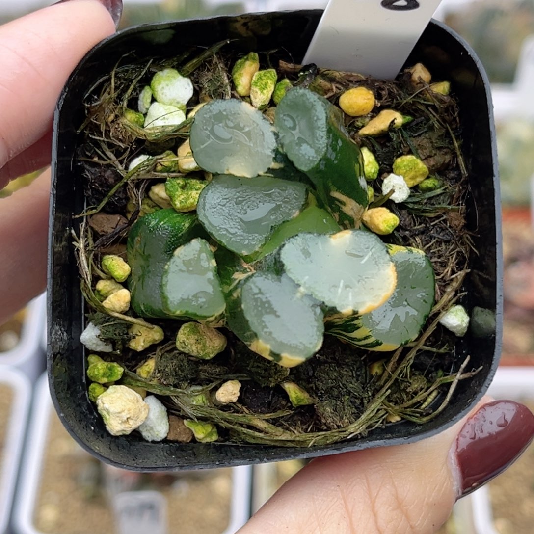 28欧大宝万象锦福利专场