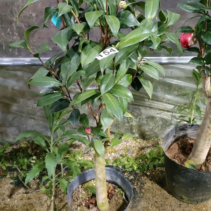 154雅子，紫玫瑰，原盆原土发货