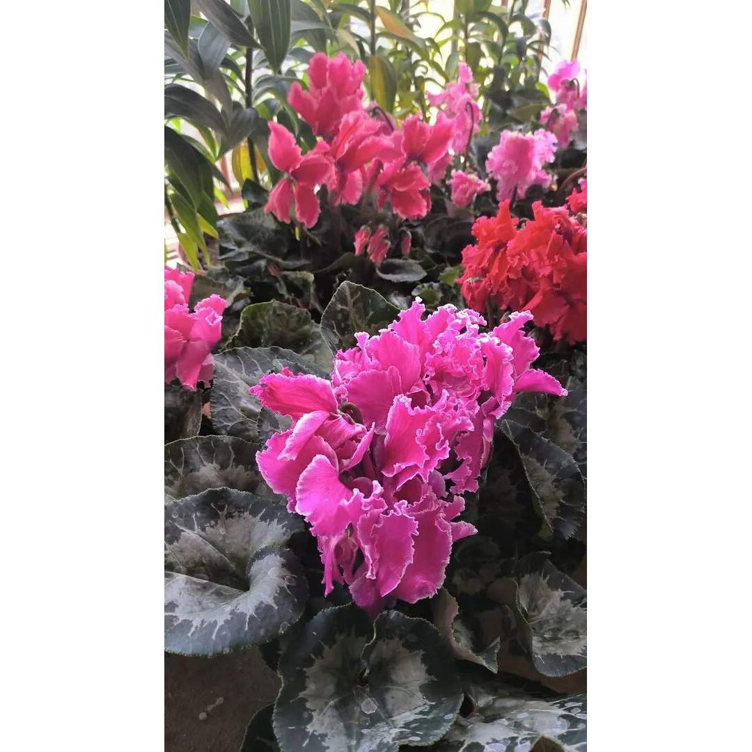 仙客来 大盆栽室内蕾丝波浪耐寒好养带花苞发货