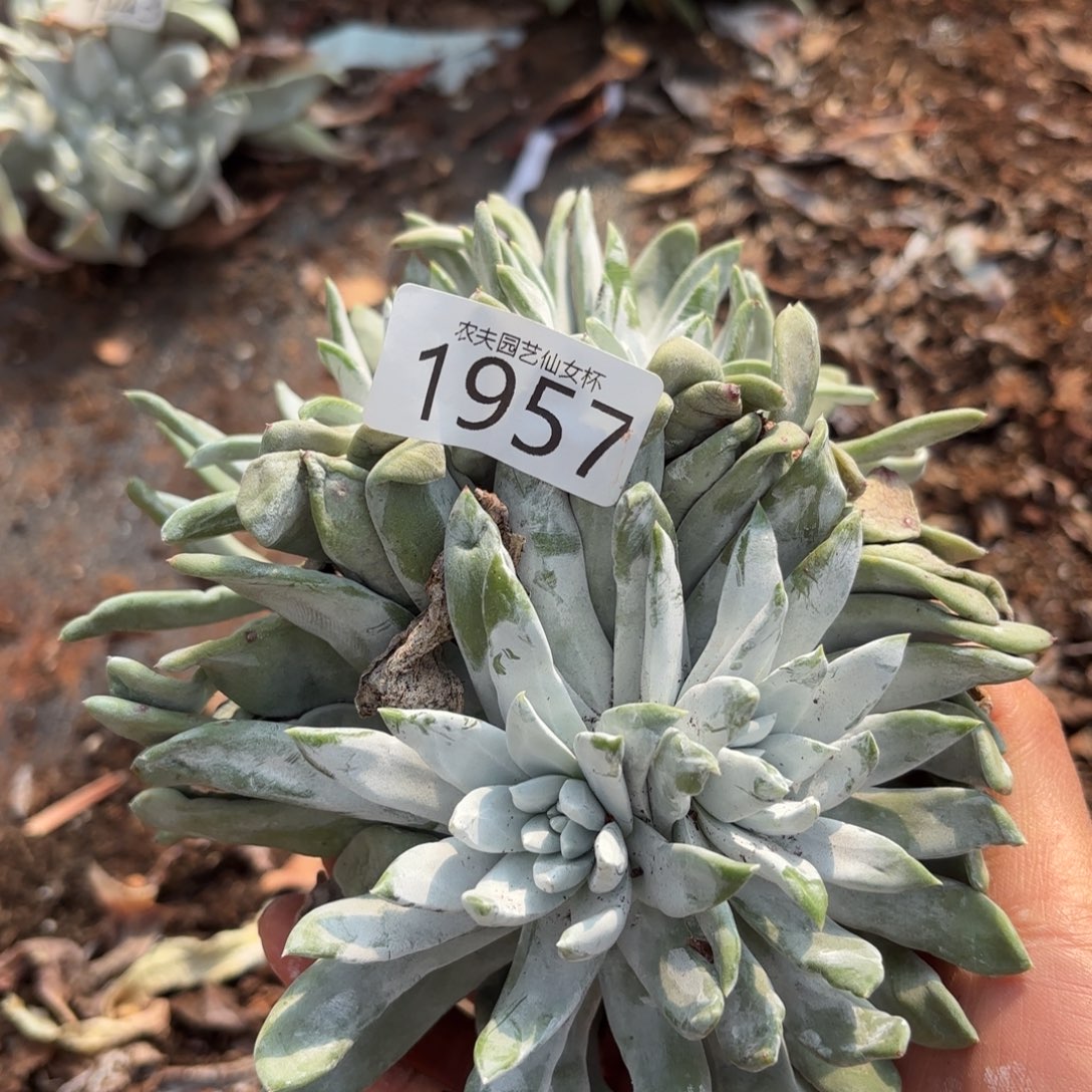 3代杂交仙女杯多肉福利