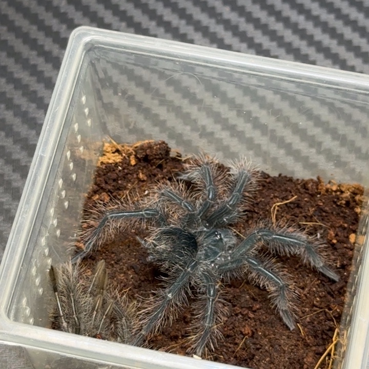 亚马逊巨人tb6厘米母