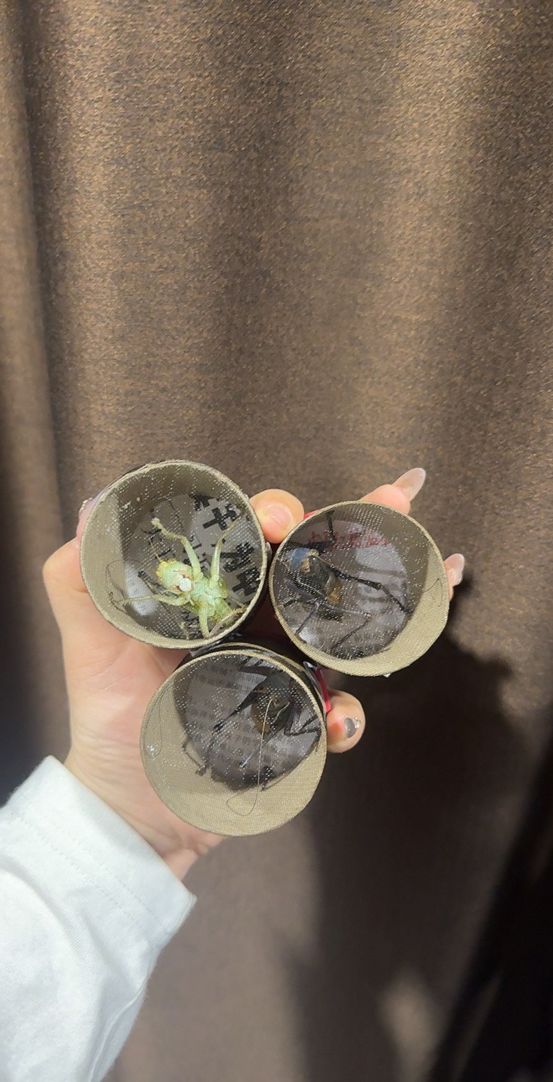 两个铁皮蝈蝈一个绿蝈蝈