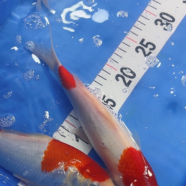 锦鲤锦鲤好养耐活