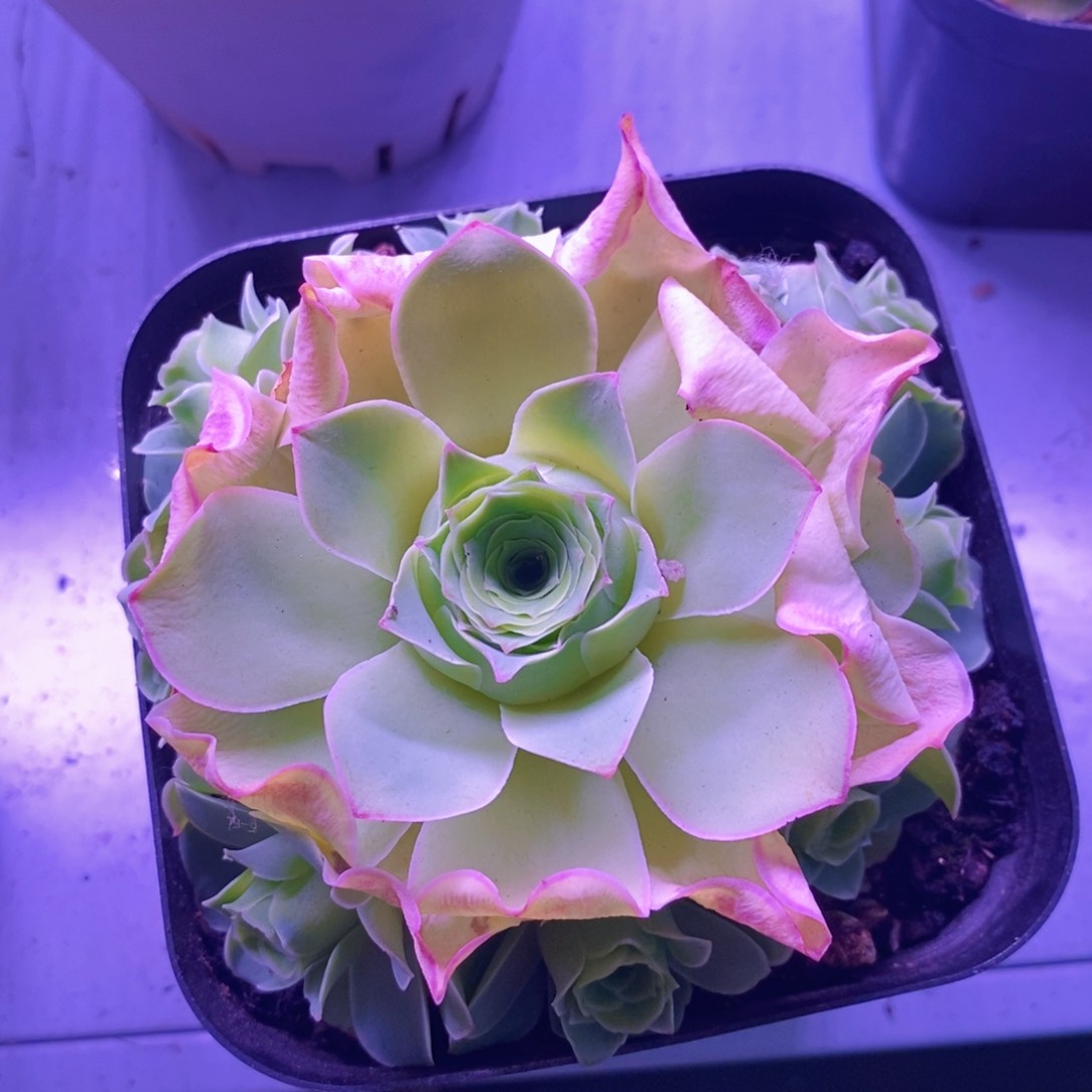 山地玫瑰下播福利一物一拍166星灵公主