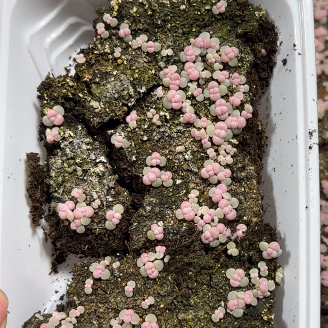 421号彩虹奶酪一盒