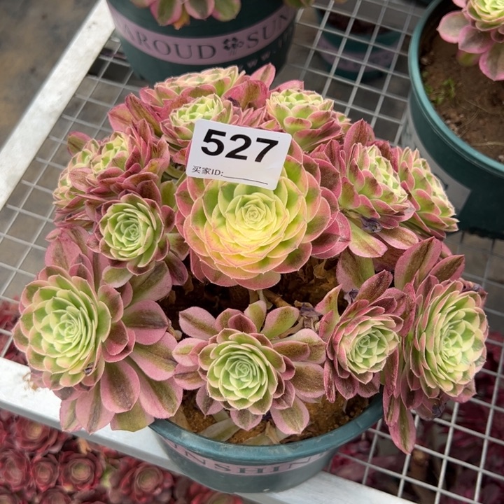 527玉资22厘米左右