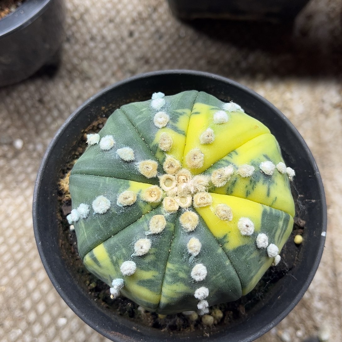 用***7无花朵都紧实生根一颗