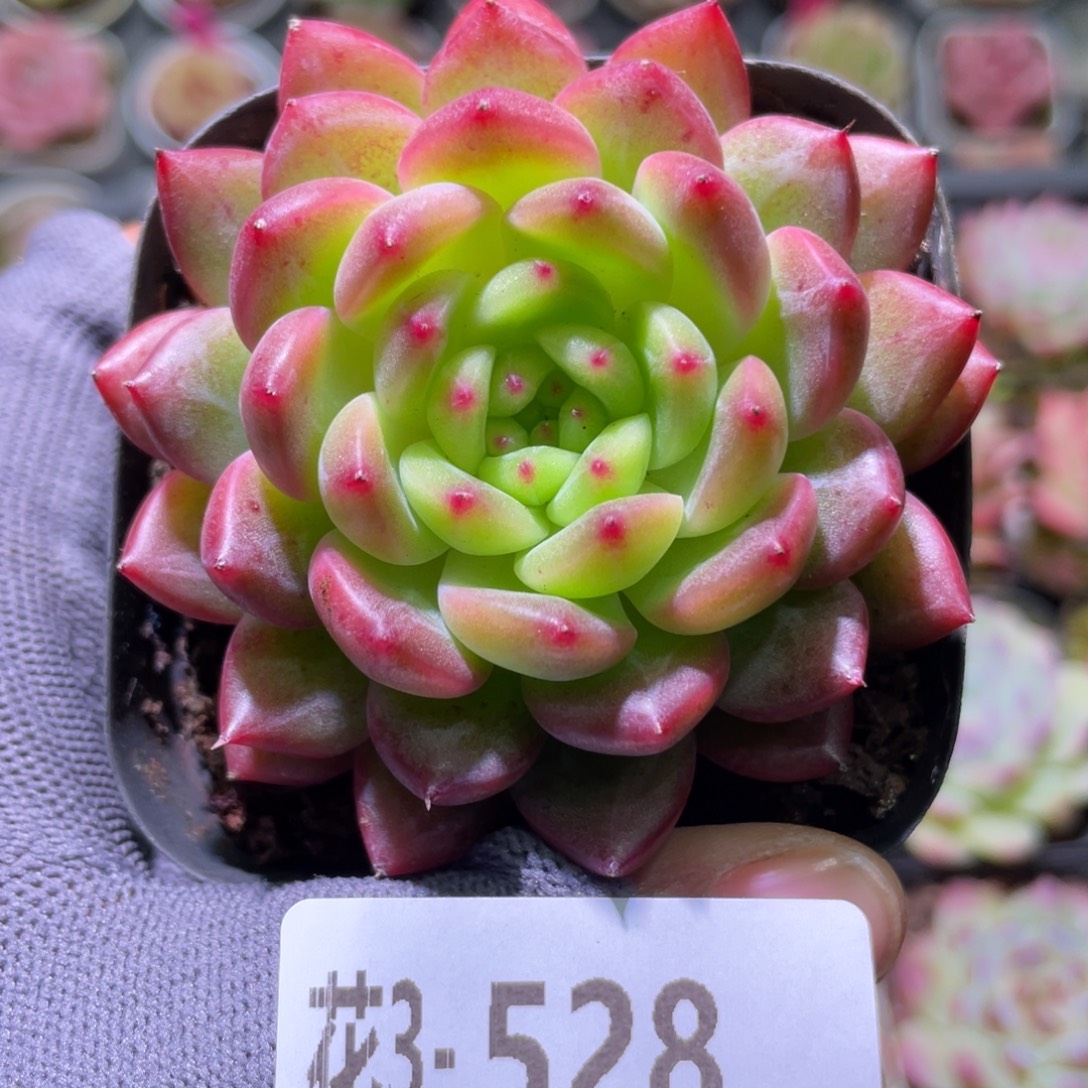 花利美3-528新品  