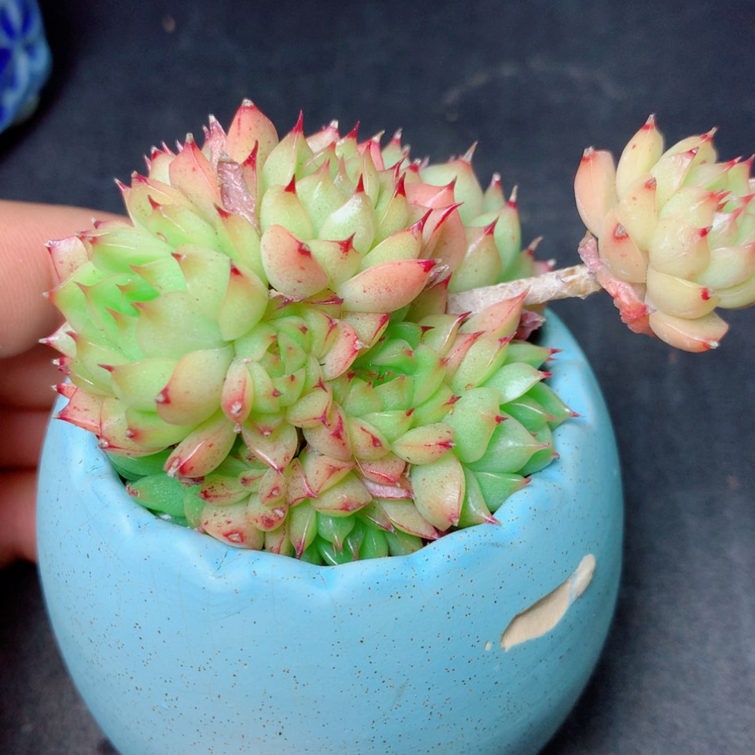 37 精品多肉一物一拍
