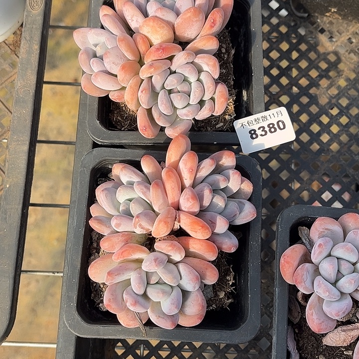 幸****阿雅园艺。     8380